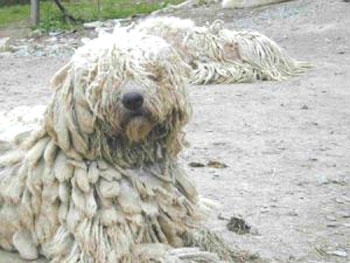 komondor chien